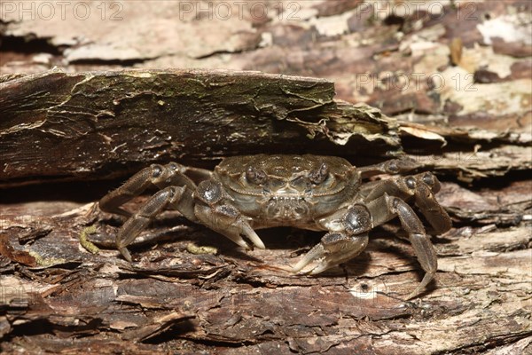 Chinese Mitten Crab