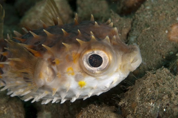 Short-spined hedgehog fish