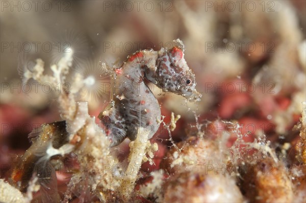 Weedy Pygmy Seahorse