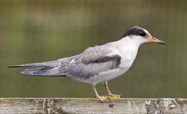 Arctic terns