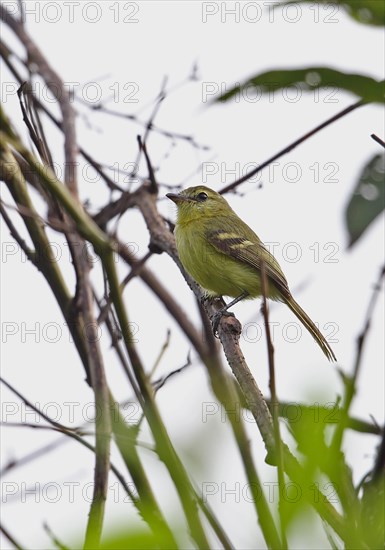 Yellow Tyrannulet