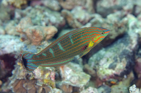 Rainbow wrasse