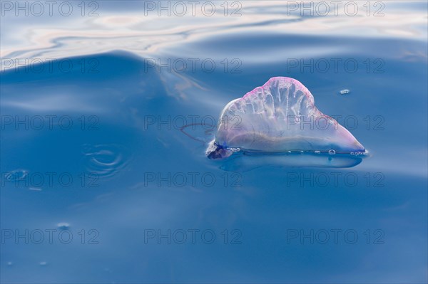 Portuguese Man of War