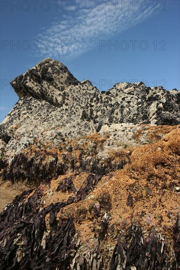 Tubular reef colony of the honeycomb worm