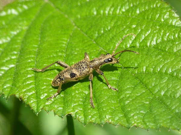 Black-spotted Longhorn Beetle