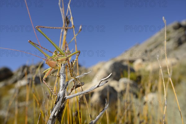 Giant Black-winged Clonia