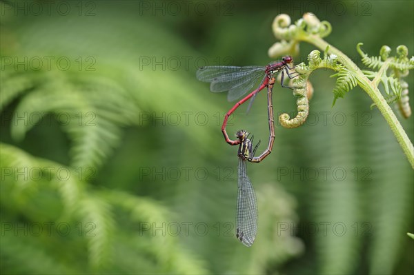 Early damselfly