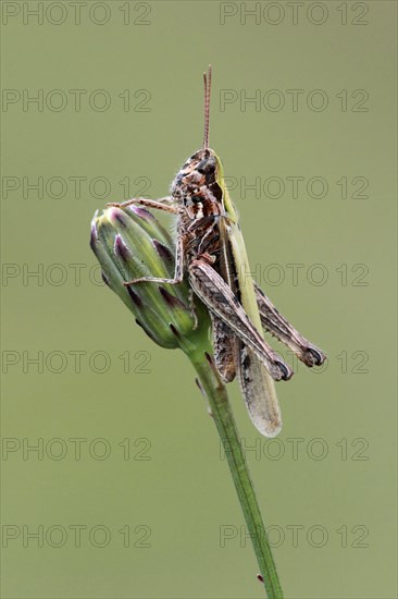 Common field grasshopper