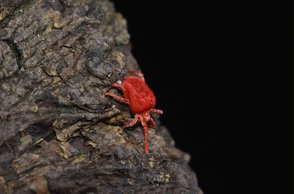 Velvet mite