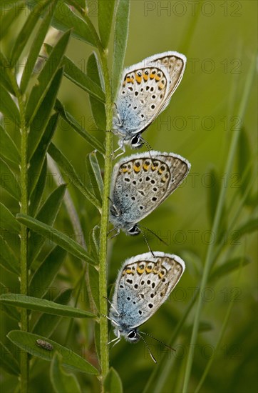 White Clover Blue