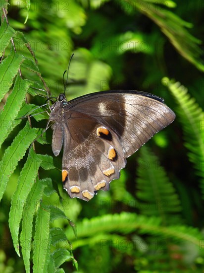 Ulysses butterfly