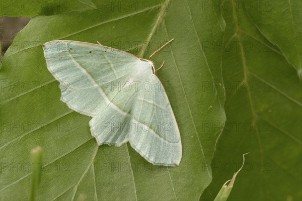 Green moorland heath moth