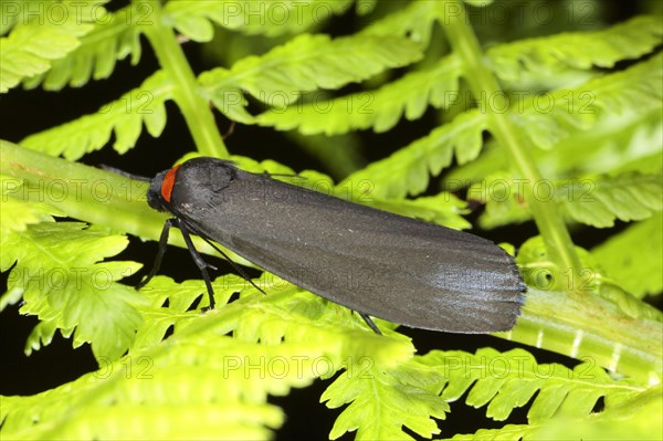 Red-necked footman