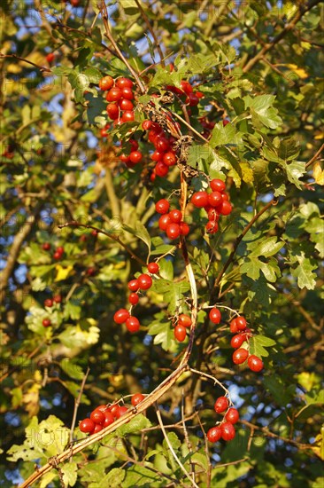 Black Bryony