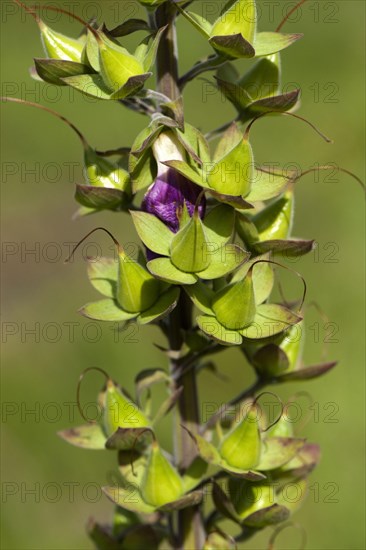 Common Foxglove