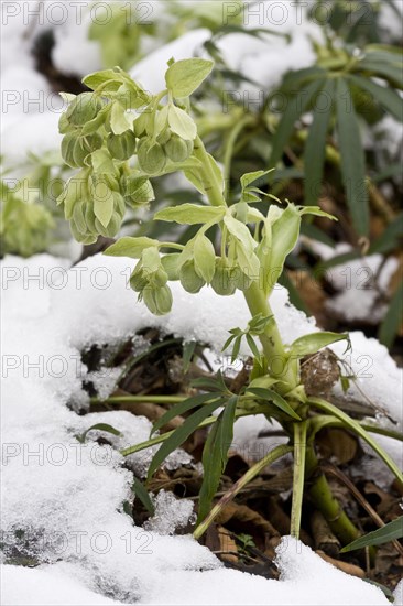 Stinking stinking hellebore