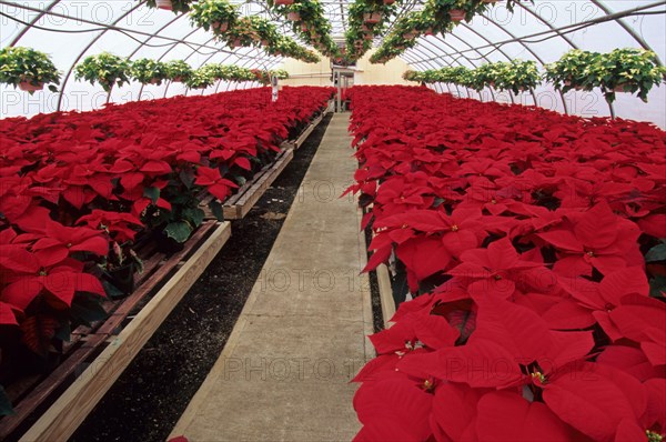 Poinsettia pulcherrima