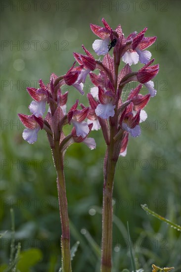 Pink butterfly orchid