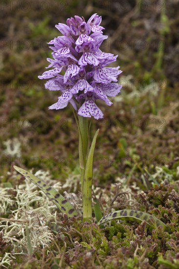 Flowering heath orchid