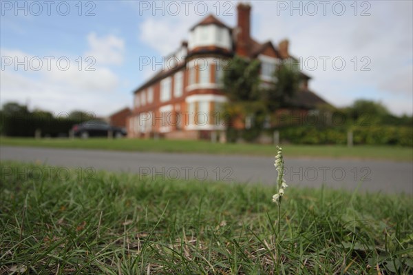 Autumn Lady's-tresses flowering