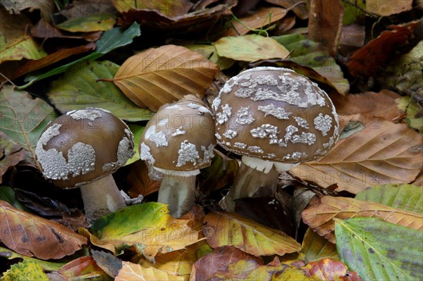 Grey Spotted Amanita