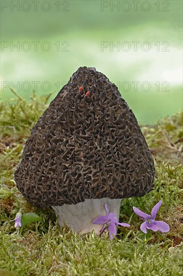 Fruiting body of the common morel