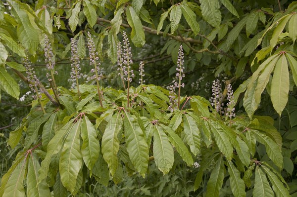 Indian horse chestnut