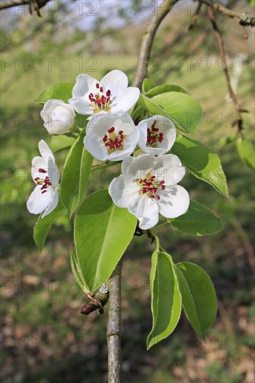 Wild Pear