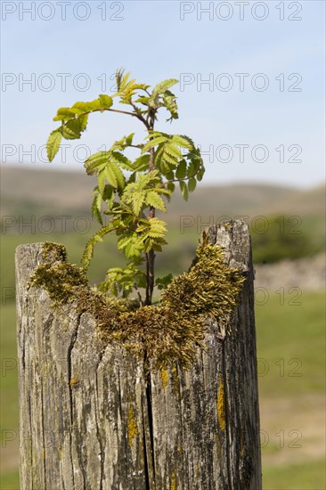 European rowan