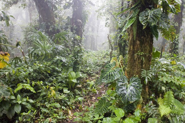 View of the inner cloud forest habitat