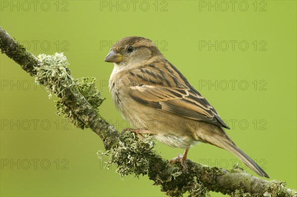 House sparrow