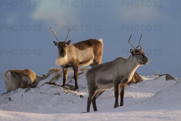 Three reindeer