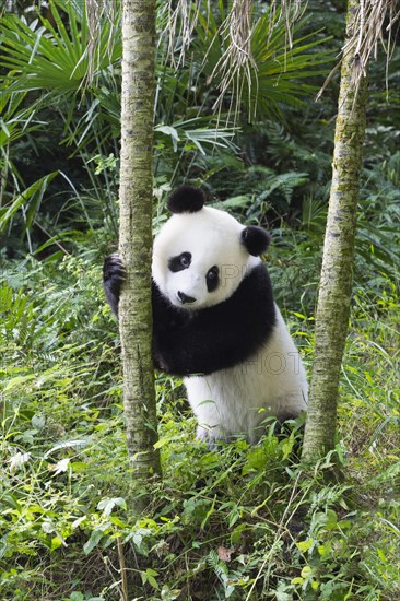 Two years aged young giant Panda