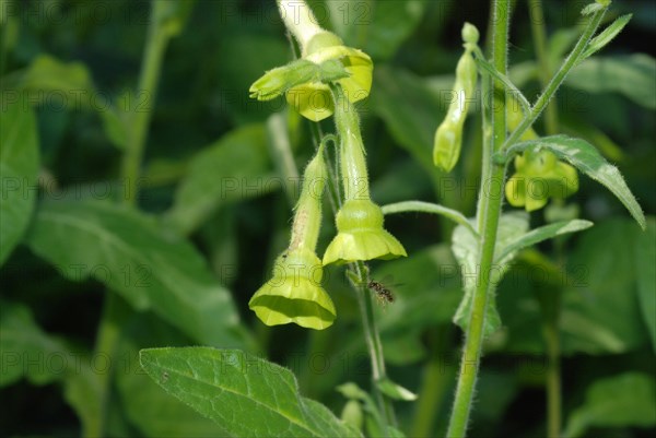 Flowering tobacco