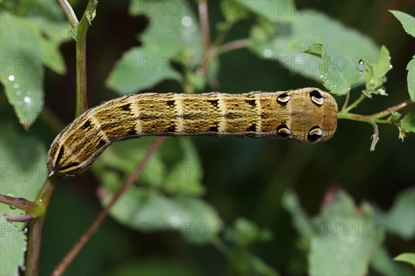 Elephant hawk-moth