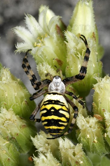 Wasp spider