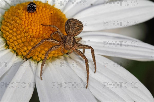 Crabspider