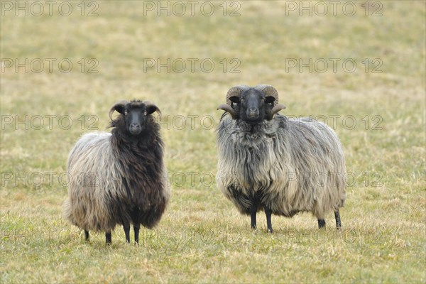 Grey horned heath goat