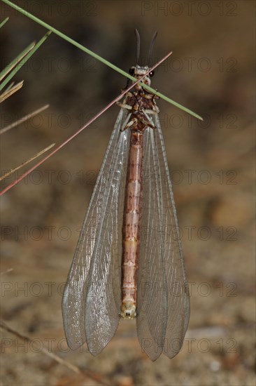 Large Ant Damselfly