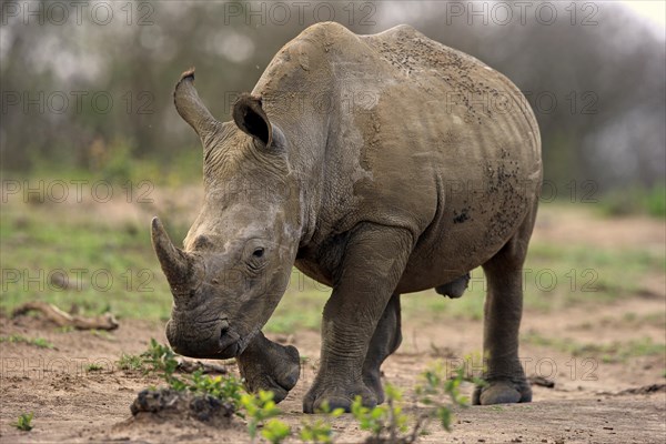 White rhinoceros