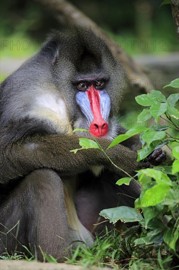 Mandrill