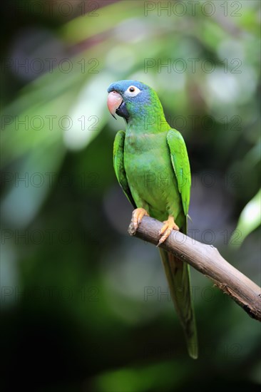 Blue-Crowned Parakeet