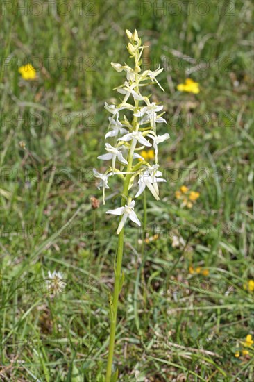 Greenish Forest Hyacinth