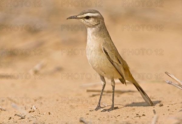 Kalahari Scrub-robin