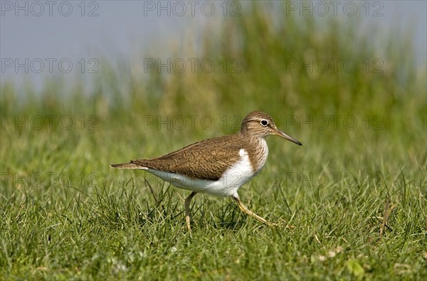 Common sandpiper