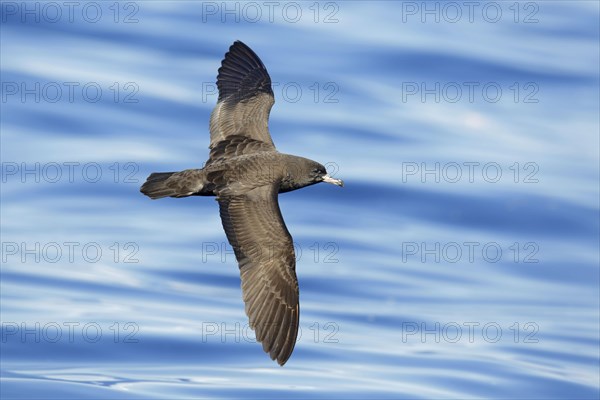 Flesh-footed Shearwater