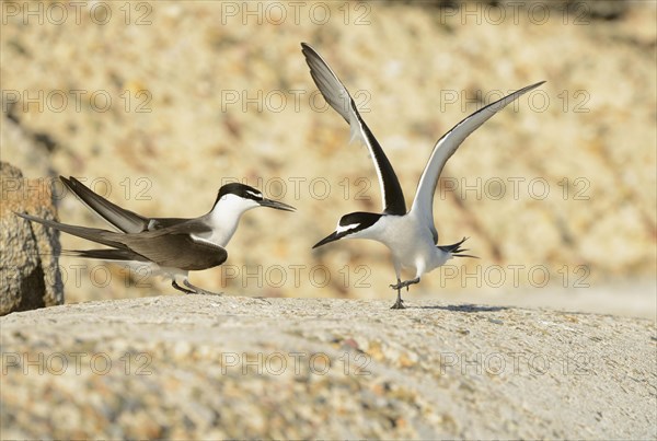 Bridled tern