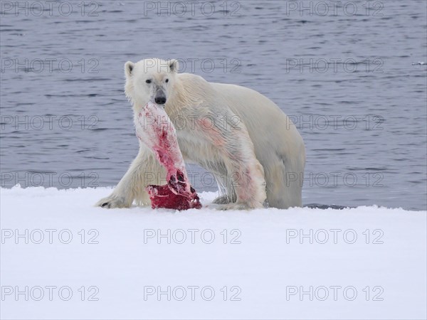 Polar Bear