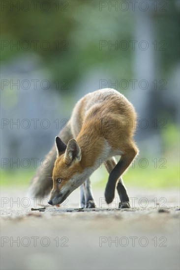 European Red Fox