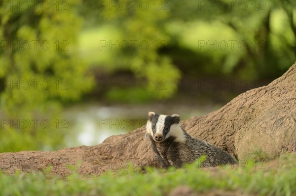 Eurasian Badger